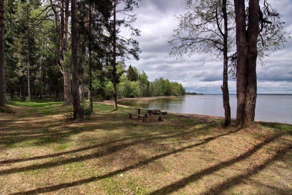 Сосны на озере Селигер