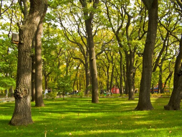 Дубы в горпарке Краснодар