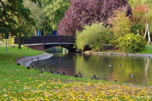 Парк «городской лесопарк».