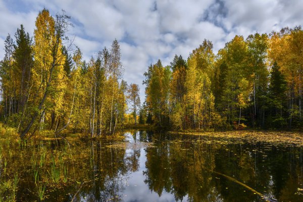 Лесное озеро