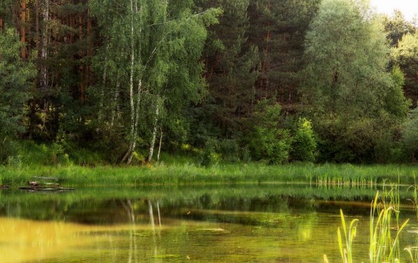 Озеро Лесное Камское Устье