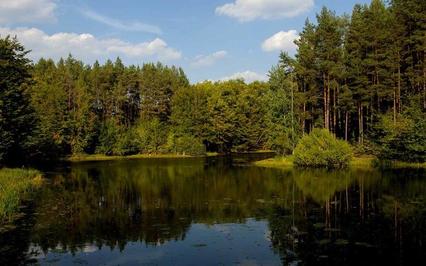 Изображение лесного озера