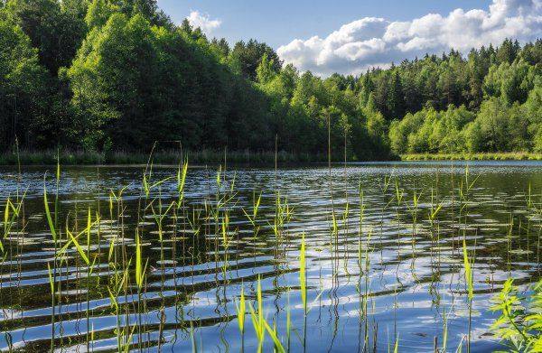Королев Лесное озеро