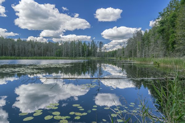 Лесное озеро Владимир