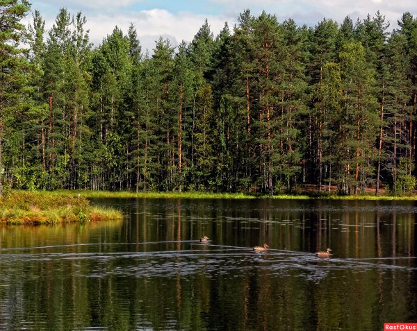 Озеро Лесное Сергиев Посад фото