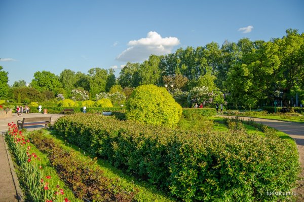 Парк Сокольники Москва лето