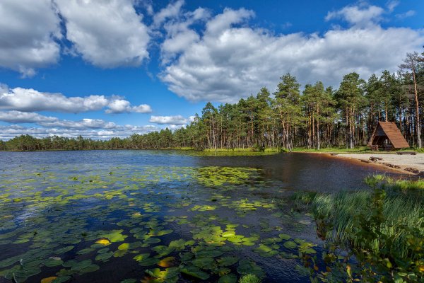 Лесное озеро Порховский район