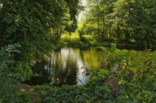 Лесное озеро в лесу