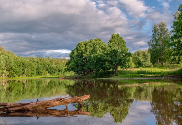 Лесное озеро Брянск