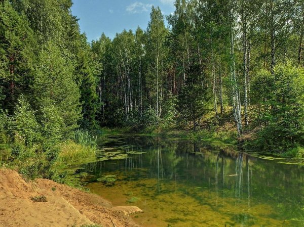 Лесное озеро летом