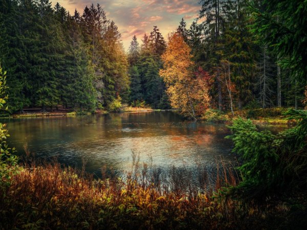 Осень тропинка пруд