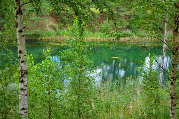 Лесное озеро Дровнино