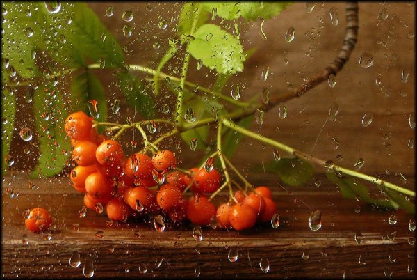 Отличного настроения в осенний дождливый день