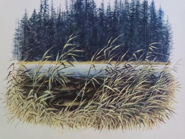 Васюткино озеро