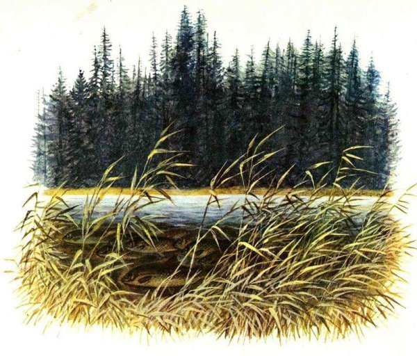 Астафьев Васюткино озеро иллюстрации