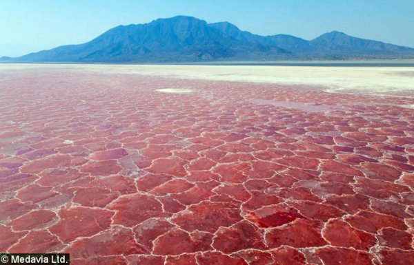 Красное озеро Натрон