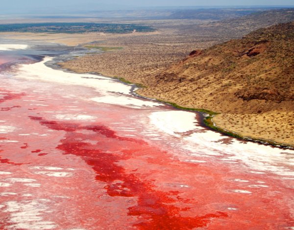 Щелочное озеро Натрон в Танзании