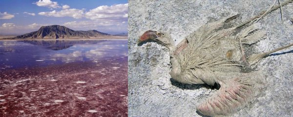 Щелочное озеро Натрон