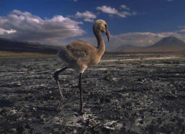 Озеро Натрон птицы