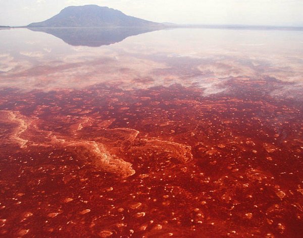 Озеро Натрон (Lake Natron), Танзания