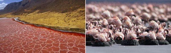 Озеро Натрон птицы