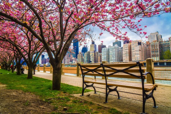 Нью Йорк централ парк Сакура