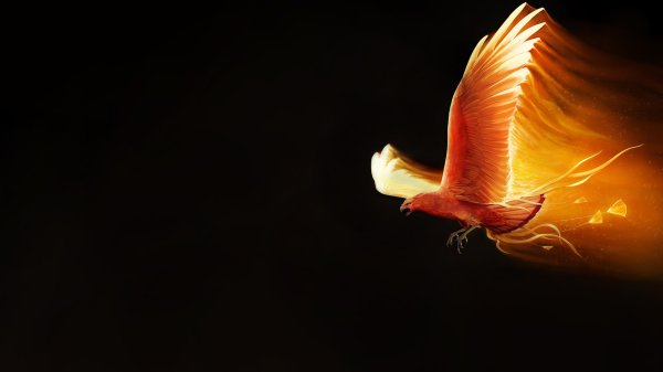 Птица Феникс фото
