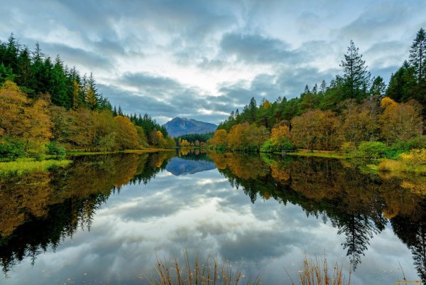 Река в лесу