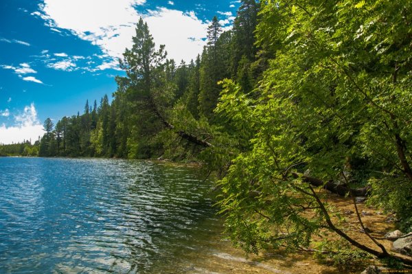 Река в лесу широкая