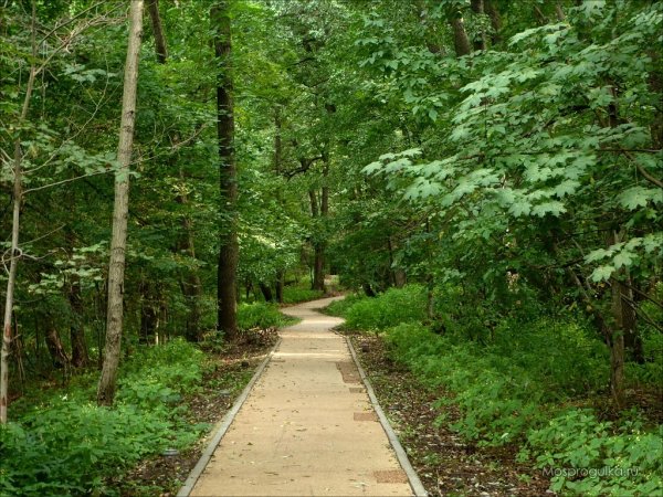 Парк Филевский парк