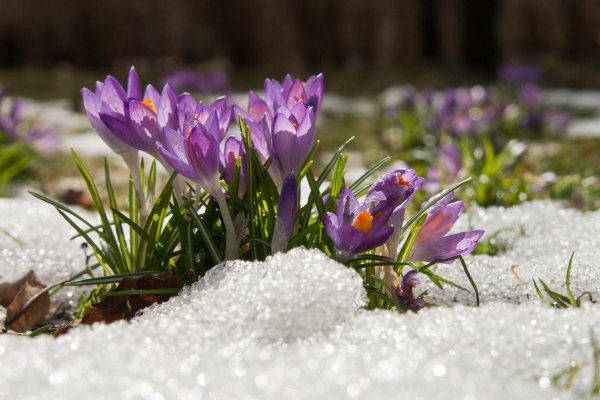 С началом календарной весны