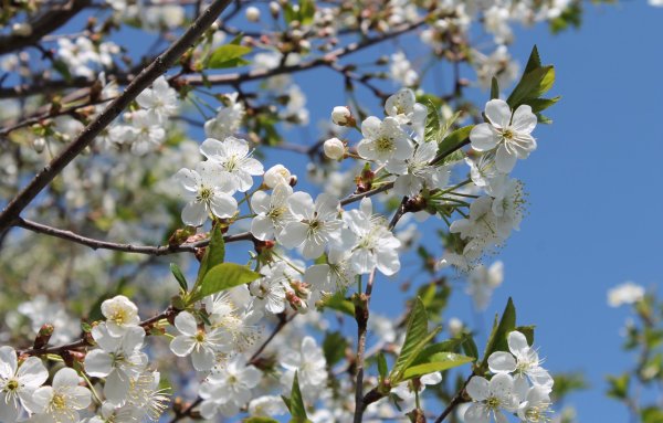 Потепление Весна