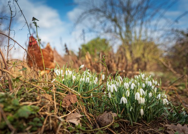 Луг ранней весной
