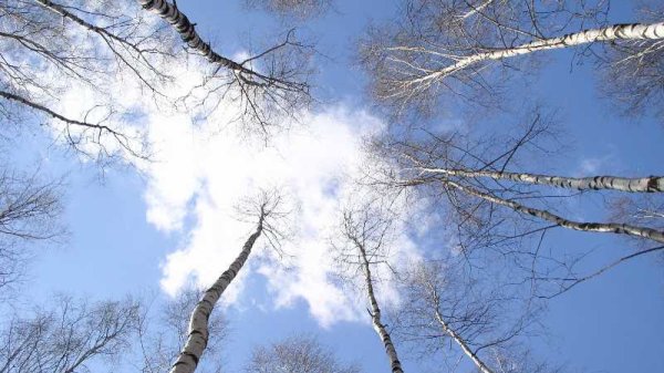 Солнечный день ранняя Весна