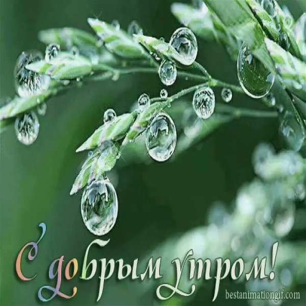 Доброе утро роса