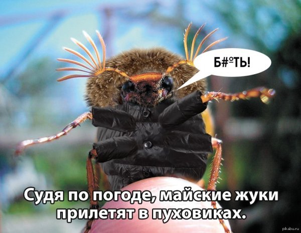 Судя по погоде майские жуки прилетят