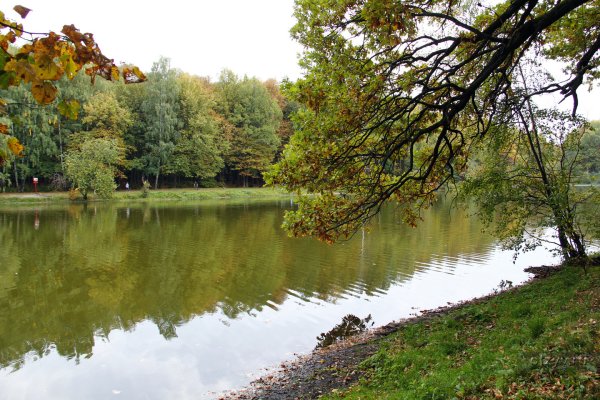 Измайловский парк лесопарк