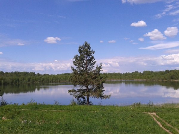 Ельники Светлояр