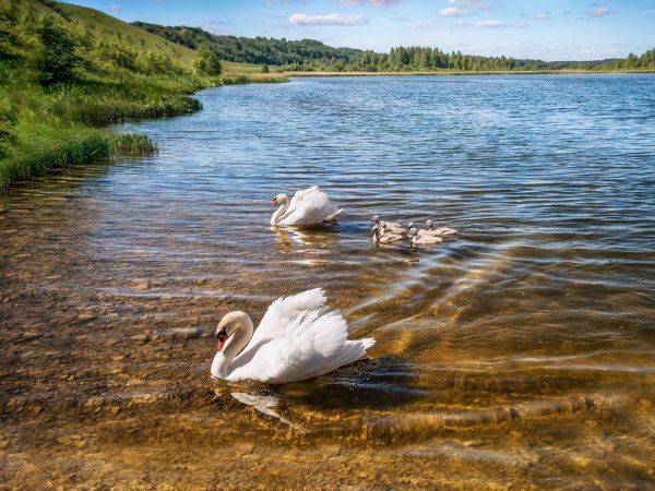 Нарочь (Нарочский сельсовет)