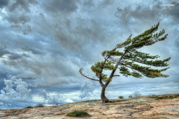 Флагообразная крона деревьев
