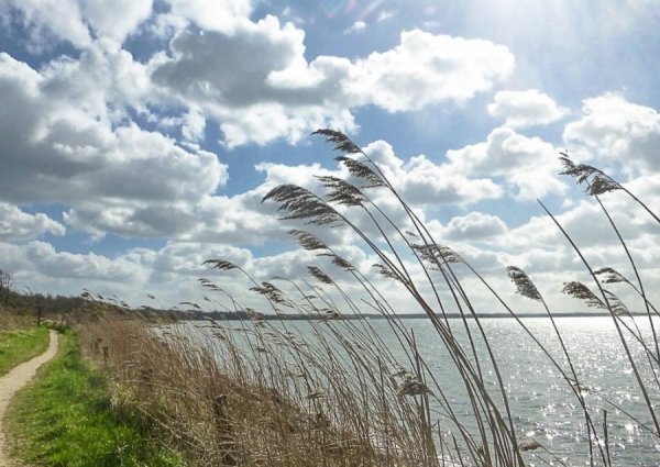 Сильный ветер летом