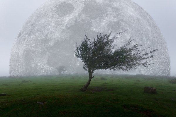 Дерево на ветру