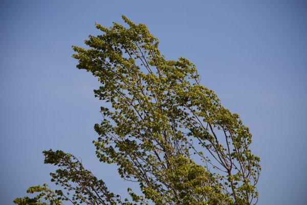 Дерево на ветру