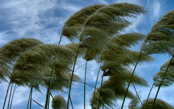 Ветер в природе