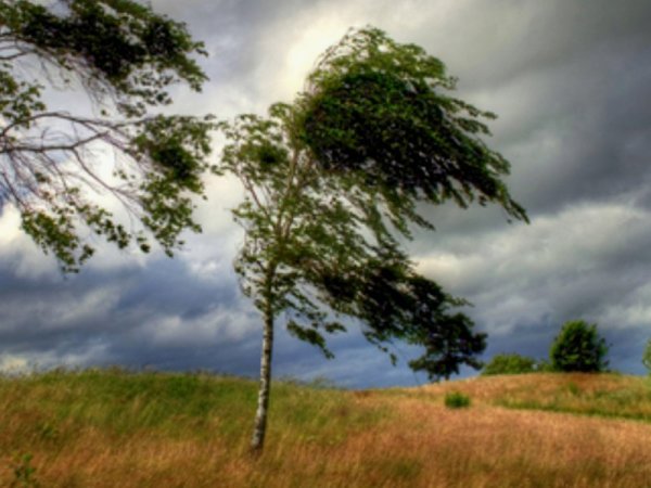 Деревья с порывом ветра