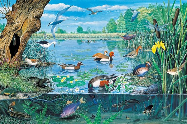 Обитатели пруда пазл