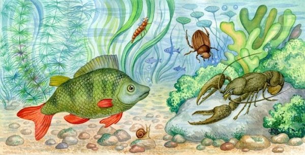 Пресноводные обитатели водоемов для детей