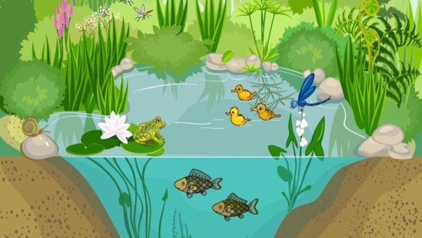 Экосистема водоема для дошкольников