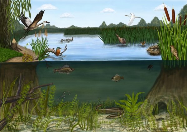 Водоемы для дошкольников