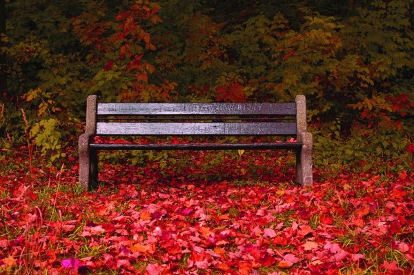 Скамейка осенью